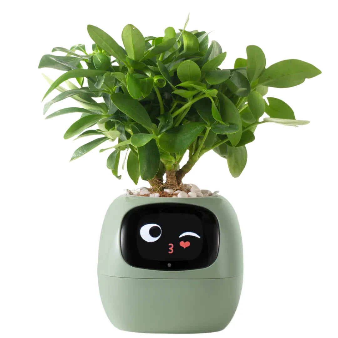 Smart Self-Watering Ivy Planter with LED