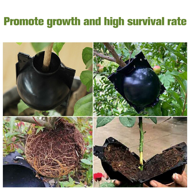 Root Propagation Balls for Plant Cloning