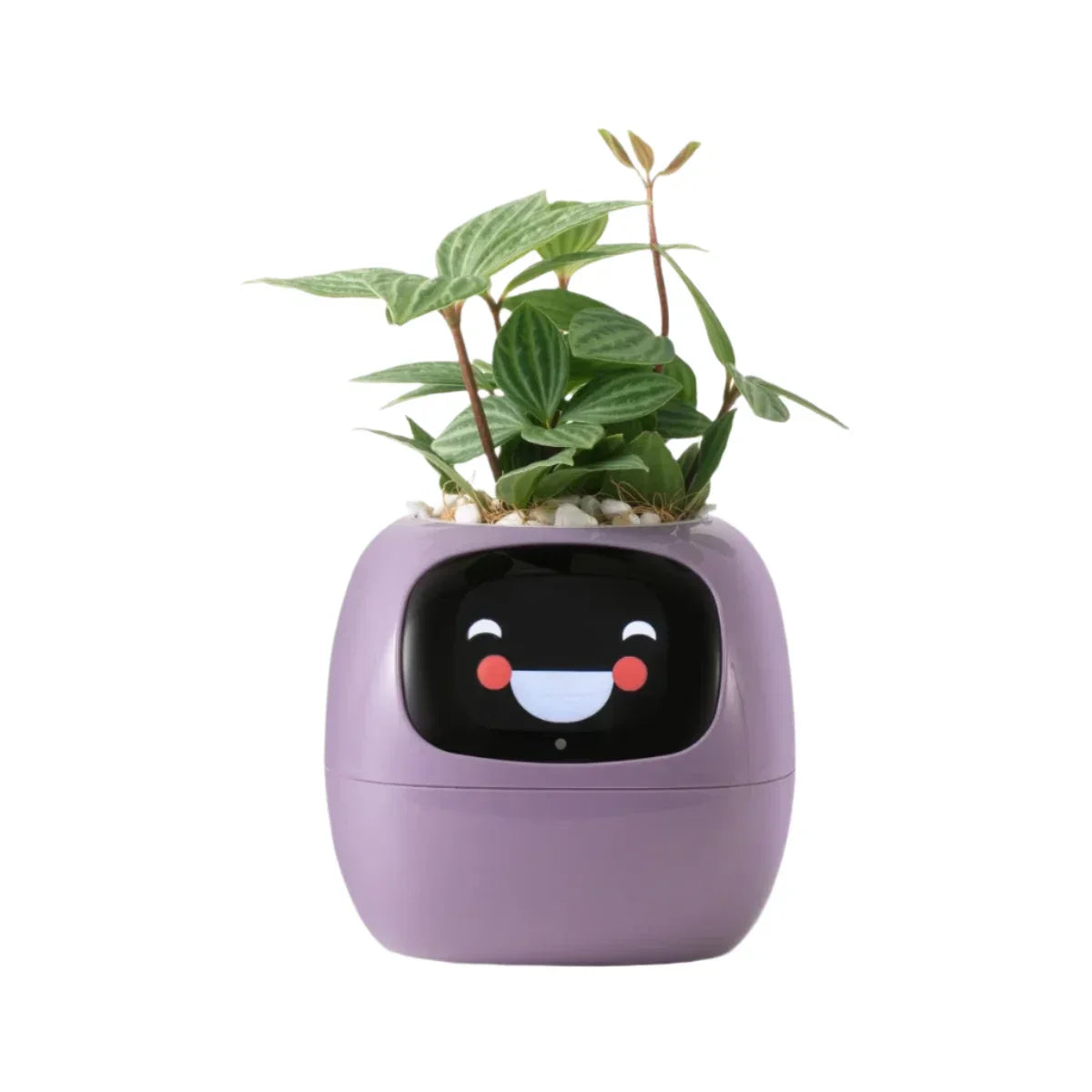 Smart Self-Watering Ivy Planter with LED