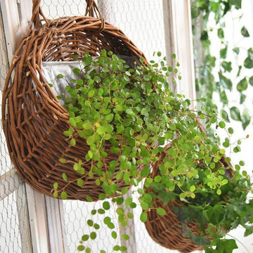 Woven Rattan Wall-Mounted Hanging Planter